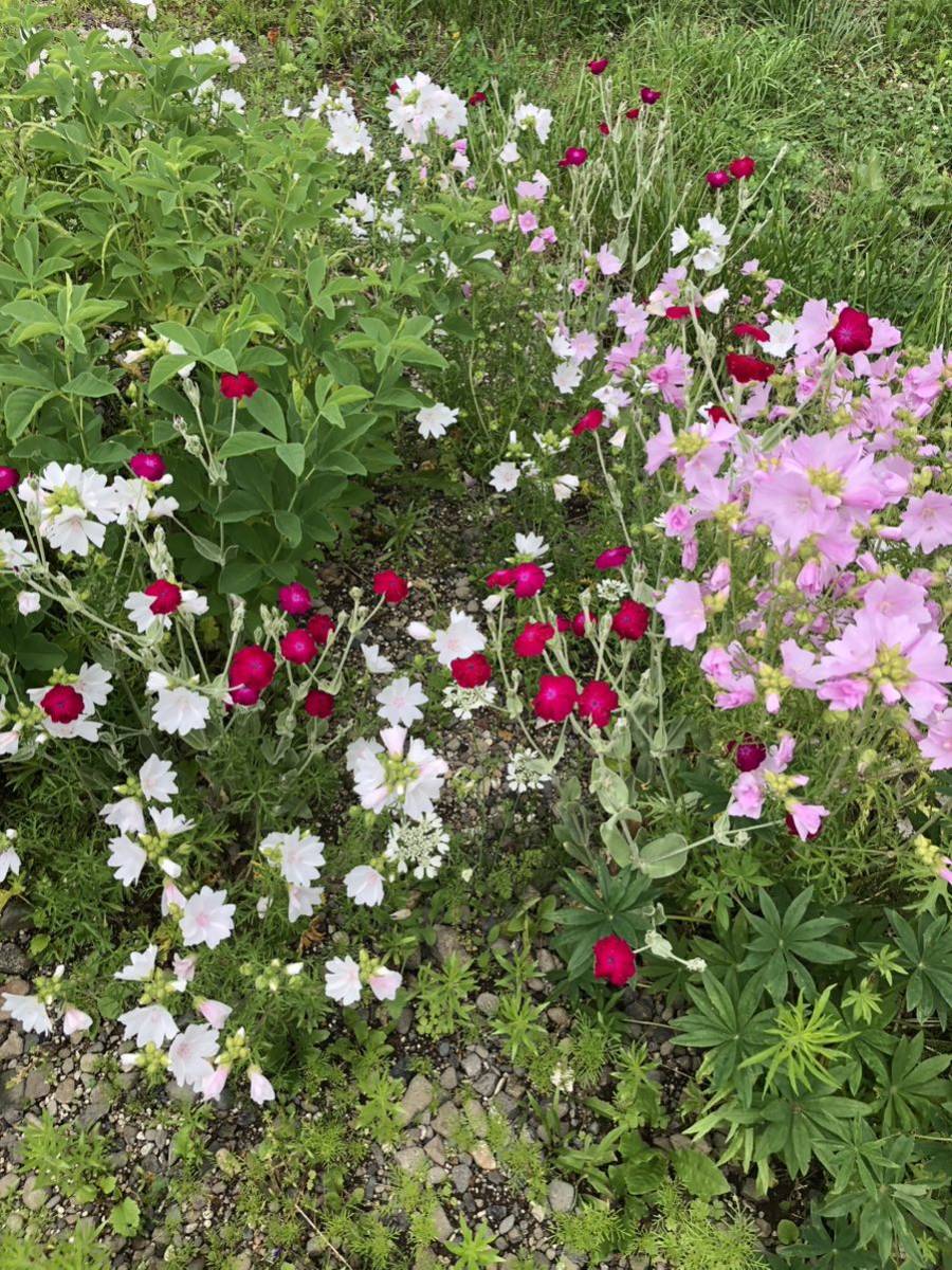 ムスクマロー　種　ピンク　宿根草　可愛い　花殻約10個　北海道より_画像2
