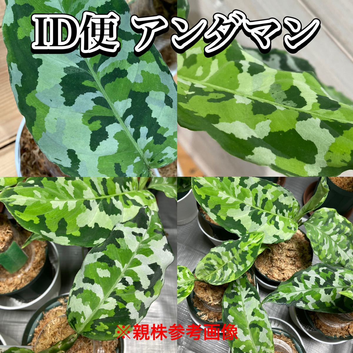 ID便 アグラオネマ ピクタム トリカラー アンダマン ナチュラ株の増殖 Aglaonema pictum tricolor ANDAMAN Port Blair North ★369fol★_画像1