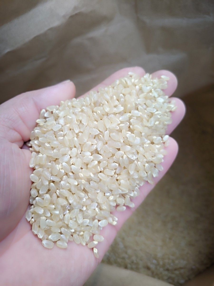 奥能登産 令和5年 新米コシヒカリ 一等米 玄米10kg 数量限定