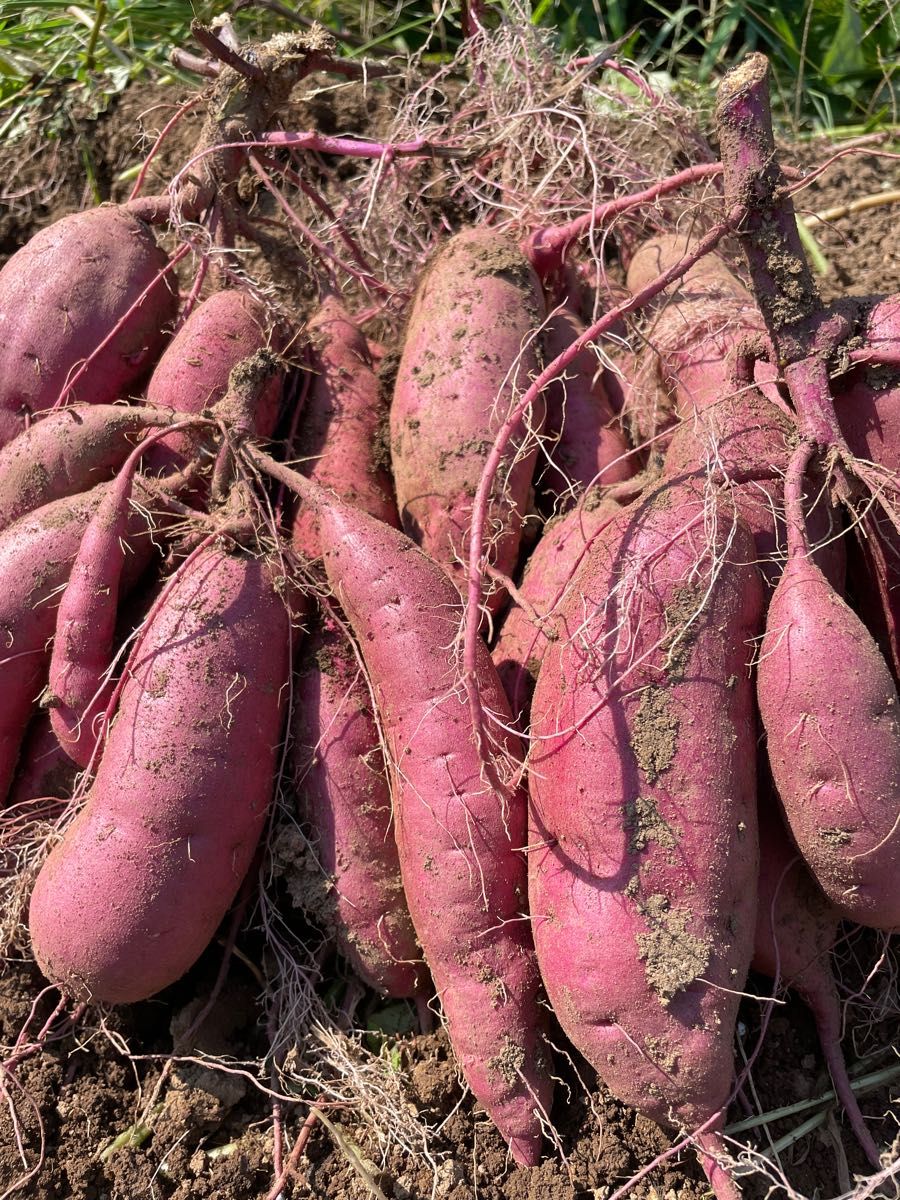2023年新物 茨城県産 サイズミックス 紅はるか さつまいも 20kg 2023年新物 茨城県産 サイズミックス 紅はるか さつまいも 20kg
