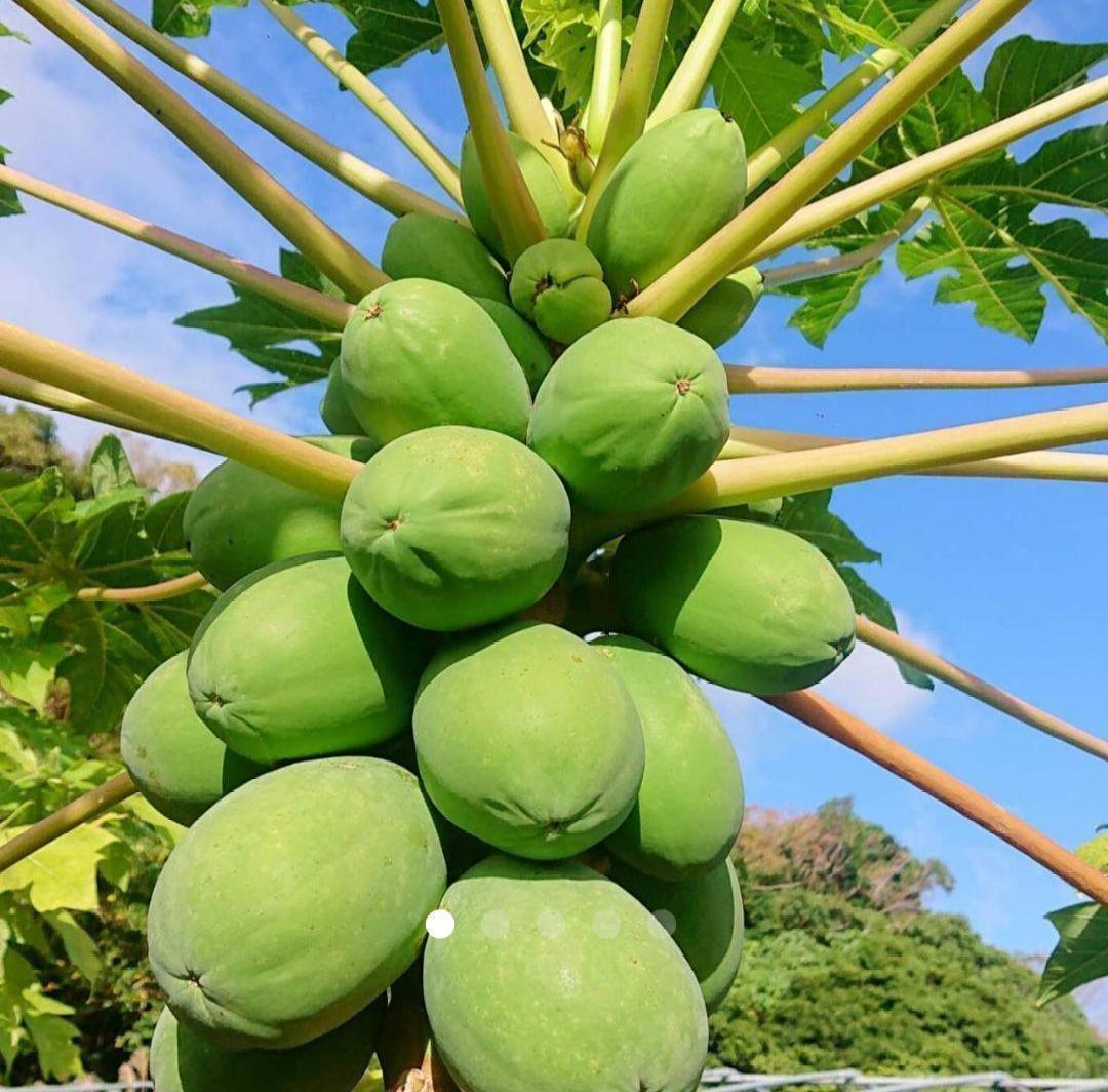 to. длина остров овощи! Okinawa производство синий папайя случайный 3kg и больше! салат ... предмет тоже!