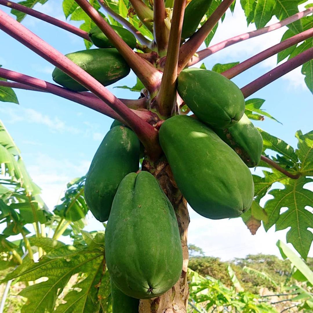 to. длина остров овощи! Okinawa производство синий папайя случайный 3kg и больше! салат ... предмет тоже!