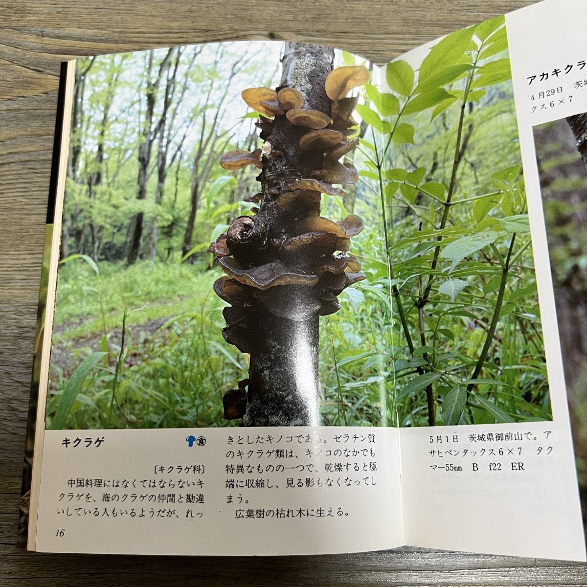 J-396■キノコ FUNGI280種■伊沢正名/著■キノコ図鑑■文化出版局■昭和58年8月21日 第1刷_画像7