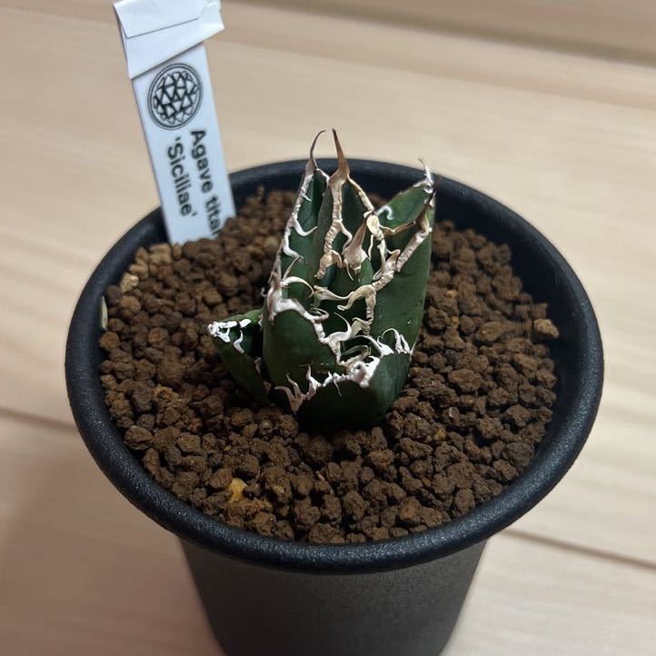 アガベ シチリア CACTUS GREEN 鶴仙園 チタノタ スーパーチタ アガベ シチリア CACTUS GREEN 鶴仙園 チタノタ スーパーチタ