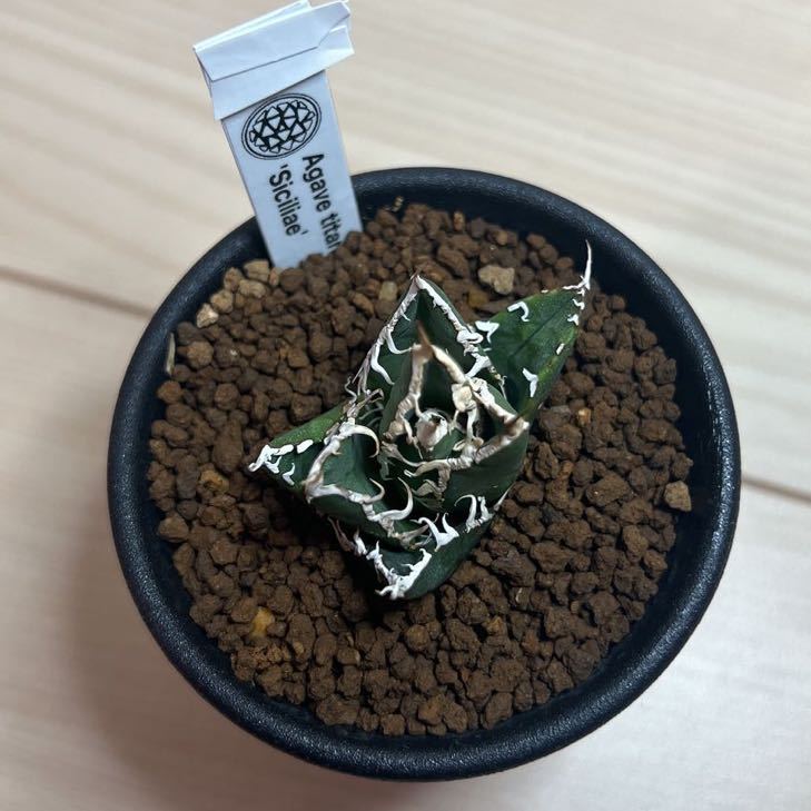 アガベ シチリア CACTUS GREEN 鶴仙園 チタノタ スーパーチタ アガベ シチリア CACTUS GREEN 鶴仙園 チタノタ スーパーチタ