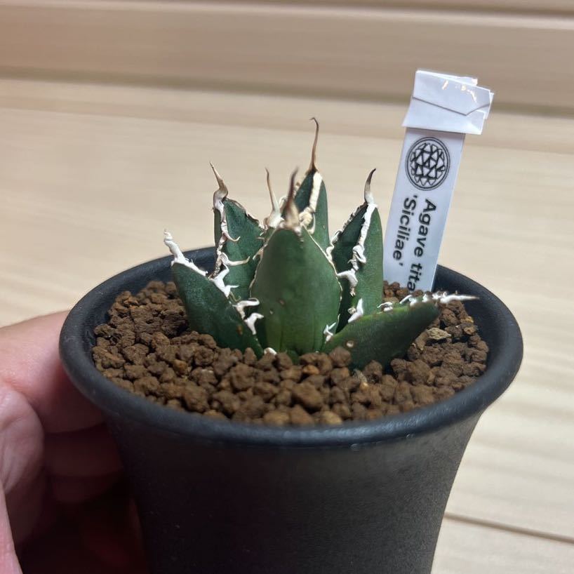 Sản phẩm アガベ シチリア CACTUS GREEN 鶴仙園 チタノタ スーパーチタ