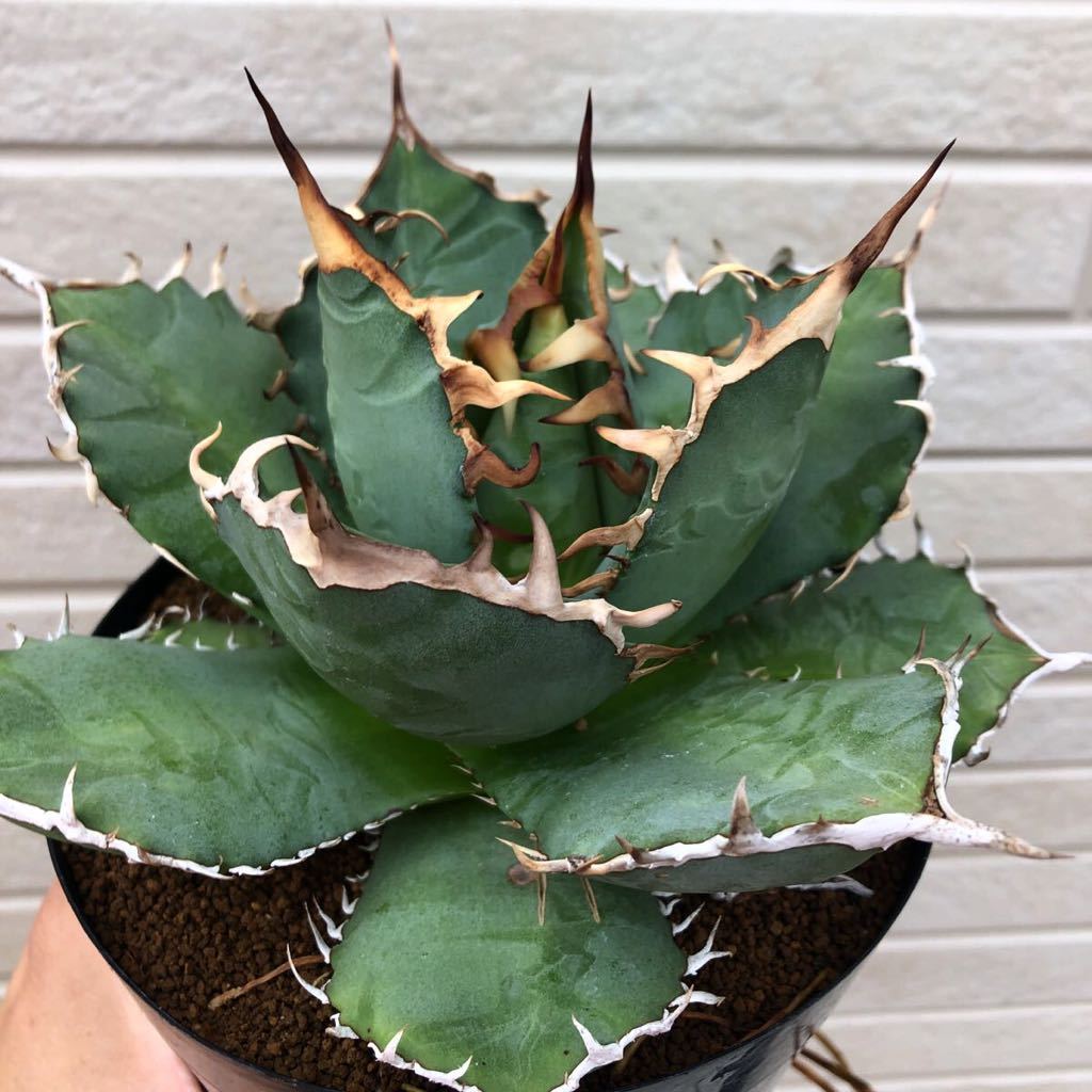 Agave アガベ チタノタ 覇王竜 大株 美株 極上 強刺 白刺-