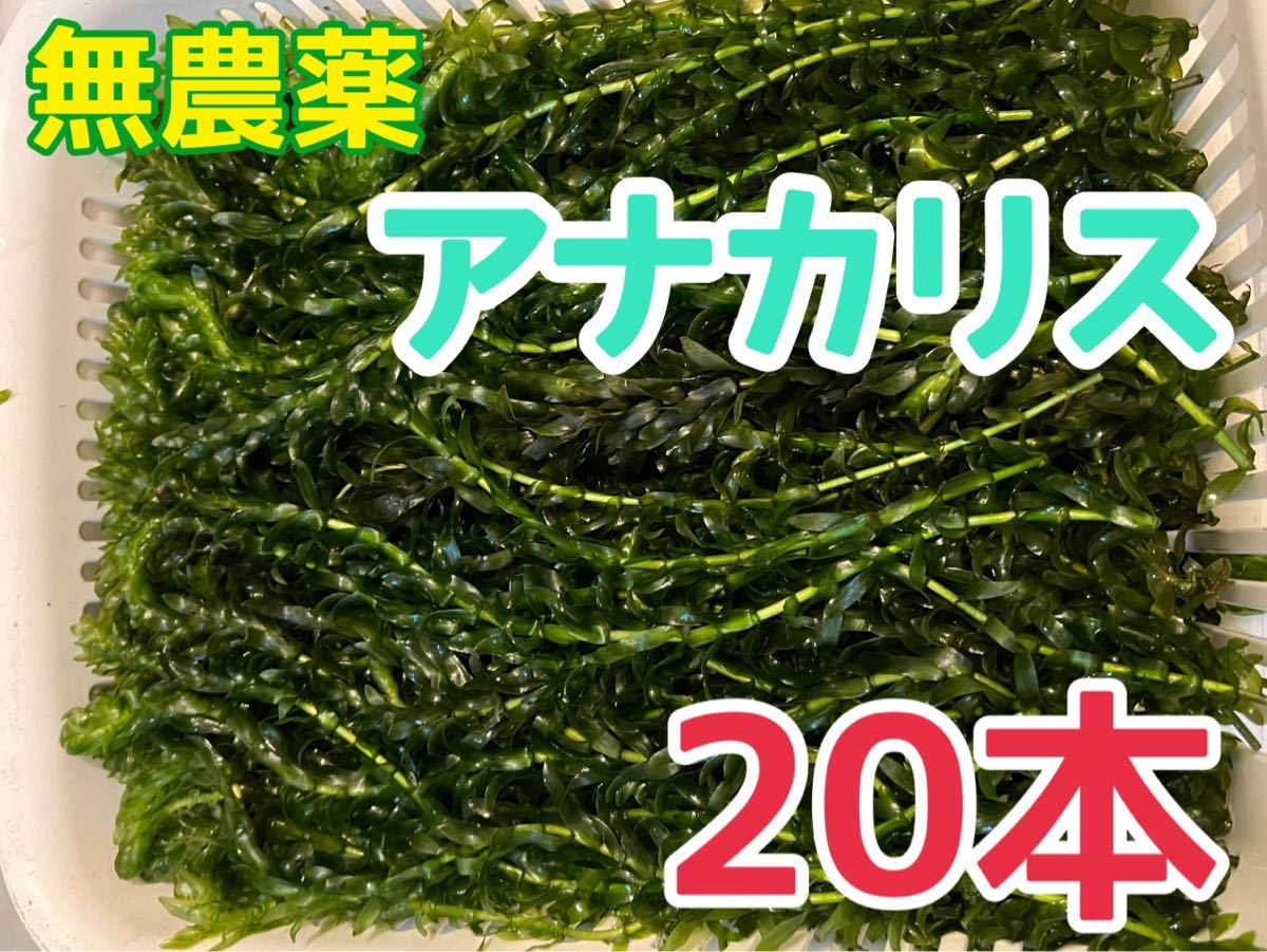 無農薬 アナカリス 20本 20cm以上 即決価格 エビ ザリガニ メダカ 金魚 餌 金魚草 金魚藻 水草 ビオトープ 産卵藻 日陰作りオオカナダモ_画像1