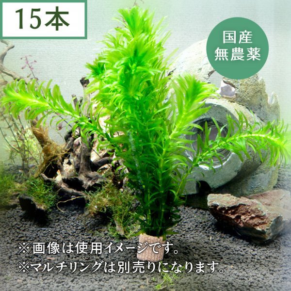 （水草）　国産　アナカリス（15本）メダカ・金魚藻,,_画像1