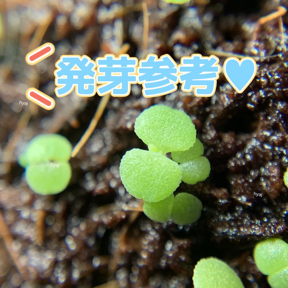 多肉植物種子グリーノビアG diplocycla ex La Gomera