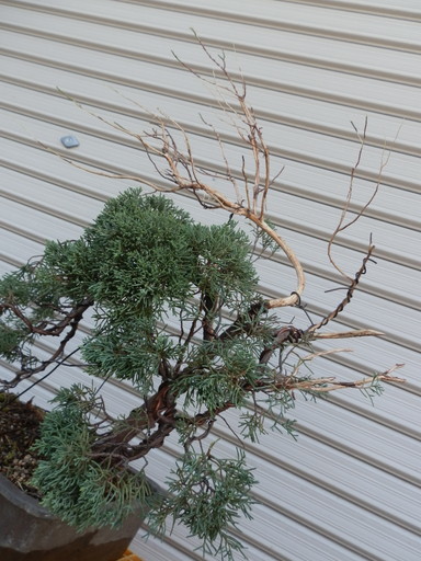 真柏盆栽　樹高４５cm　ジンシャリ　野趣風　自然木　同梱不可_画像4