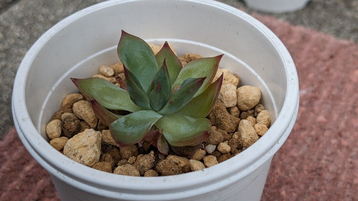 多肉植物 エケベリア　ファイヤーピラーが1苗です(^^♪　No.527