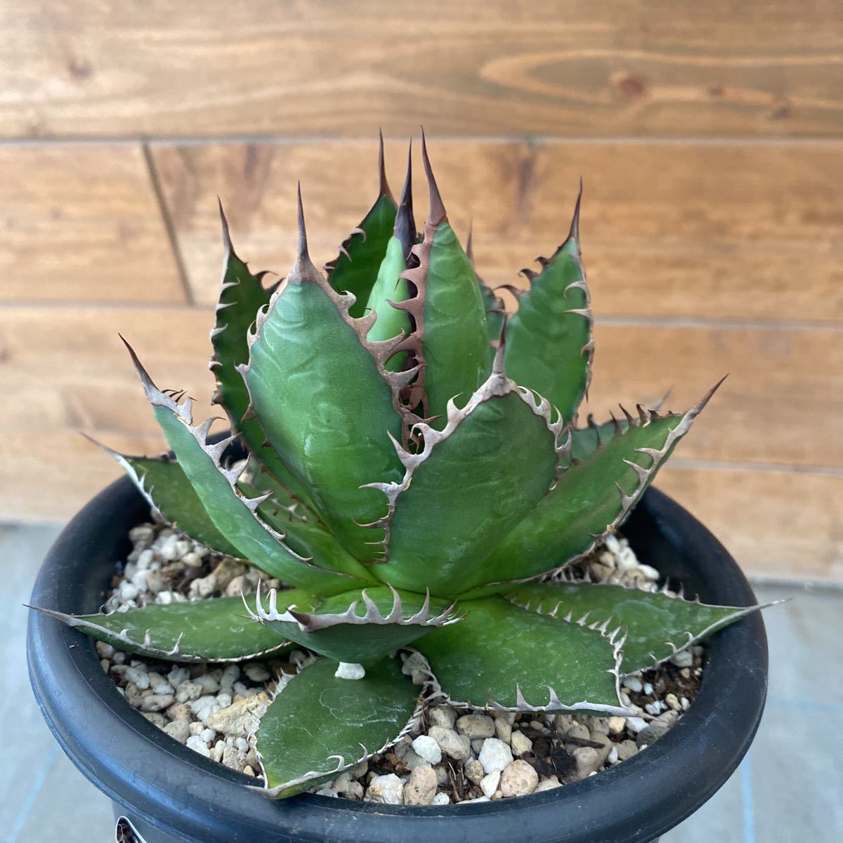 Agave horrida アガベ ホリダ-