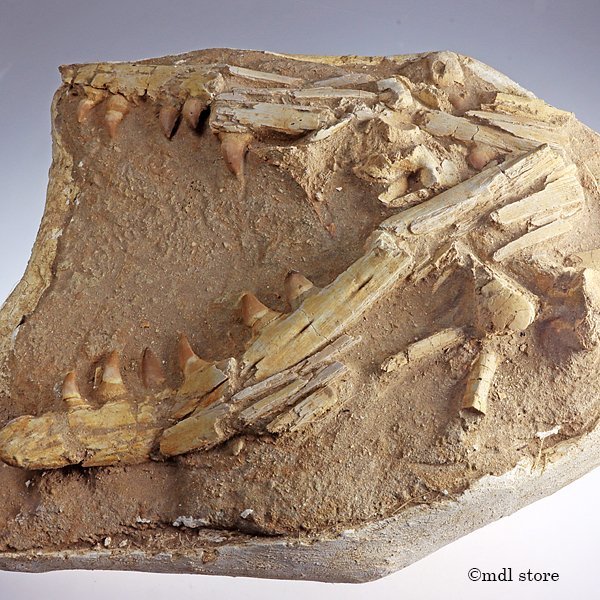 ○○○化石モササウルス○○○大迫力!! 海棲爬虫類Prognathodon ○○○化石モササウルス○○○大迫力!! 海棲爬虫類Prognathodon