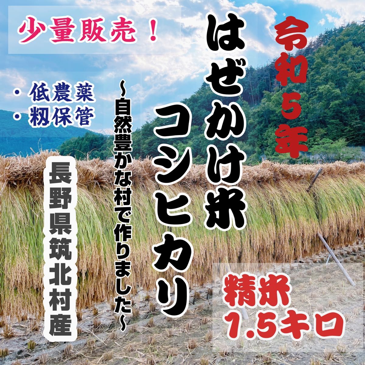 少量販売 お試し価格 令和5年長野県筑北村産はぜかけ米コシヒカリ 1 5