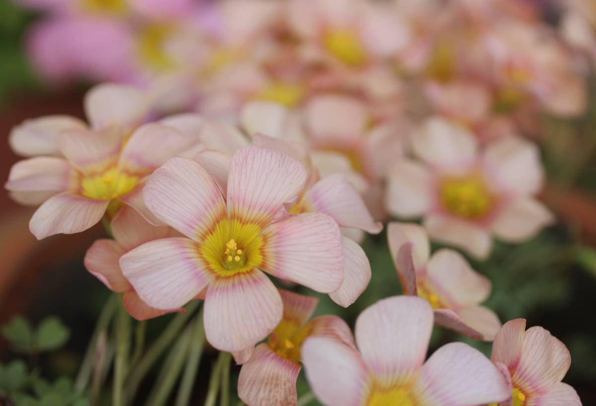 お値下げ最終 Oxalis obtusa Ripple 球根3球 中央リングくっきり 珍しいカラーのお花です(*^^*)_画像3