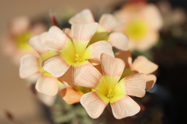 最終お値下げ Oxalis obtusa Sunset Cream 淡いクリーミーカラーがとっても可愛い(*^^*)中輪sizeのまとまりあるobtusaです♪_画像1