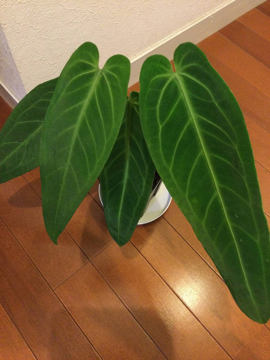 アンスリウム ワロクアーナム　Anthurium warocqueanum　【観葉植物　アロイド】_画像1