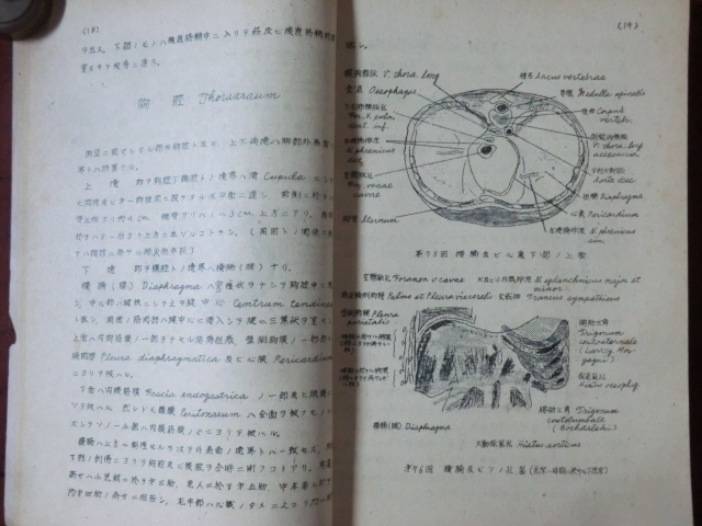 医学書古書●昭和初期　局所解剖学Ⅱ　日本大学医学部　266頁　ガリ版刷り　胸部～足底　231011　古文書教科書_画像4