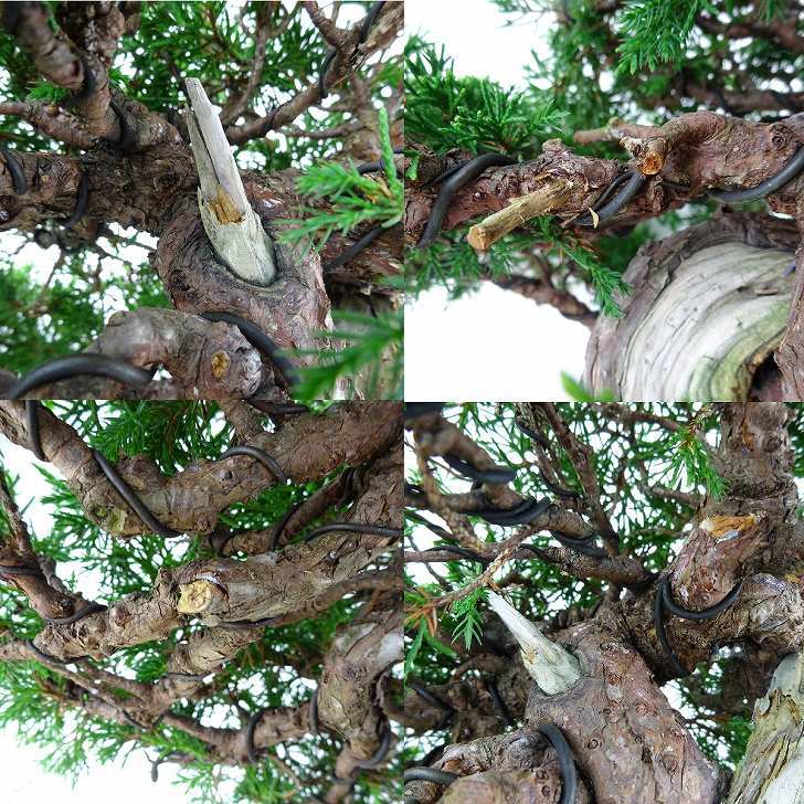  bonsai genuine Kashiwa height of tree approximately 34cm.... high class bonsai Juniperus chinensissin Park * Gin car li~ hinoki . evergreen tree .. for reality goods 