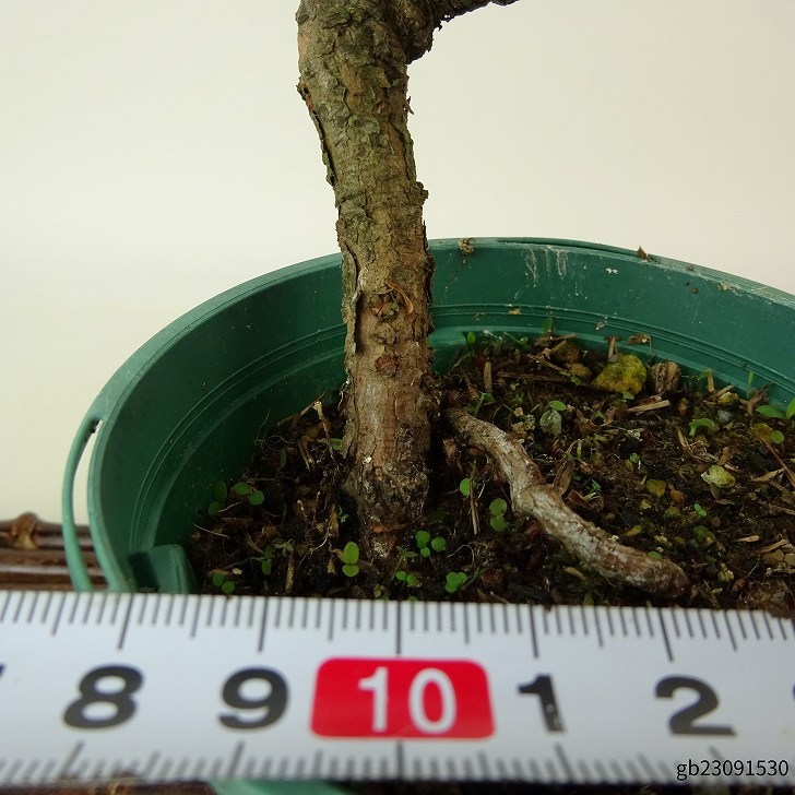  бонсай сосна . лист сосна высота дерева примерно 15~16cm. для ..Pinus parvifloragoyo лошадь tsumatsu. вечнозеленый игольчатое дерево .. для маленький товар количество предмет select 