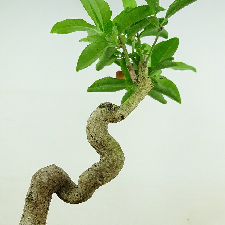 盆栽 真弓 樹高 約17cm まゆみ Euonymus sieboldianus マユミ 実物 紅葉 ニシキギ科 落葉広葉樹 観賞用 小品 現品_画像9