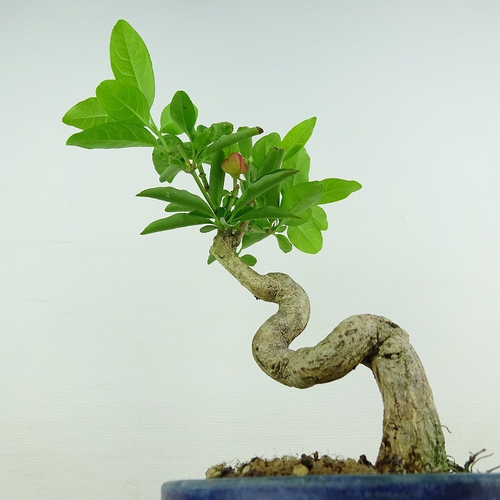 盆栽 真弓 樹高 約17cm まゆみ Euonymus sieboldianus マユミ 実物 紅葉 ニシキギ科 落葉広葉樹 観賞用 小品 現品_画像4