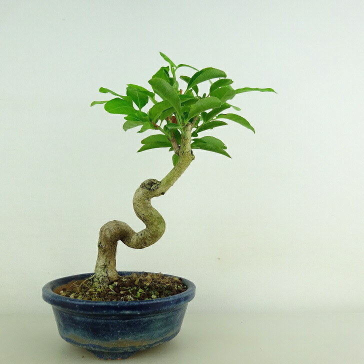 盆栽 真弓 樹高 約17cm まゆみ Euonymus sieboldianus マユミ 実物 紅葉 ニシキギ科 落葉広葉樹 観賞用 小品 現品_画像1