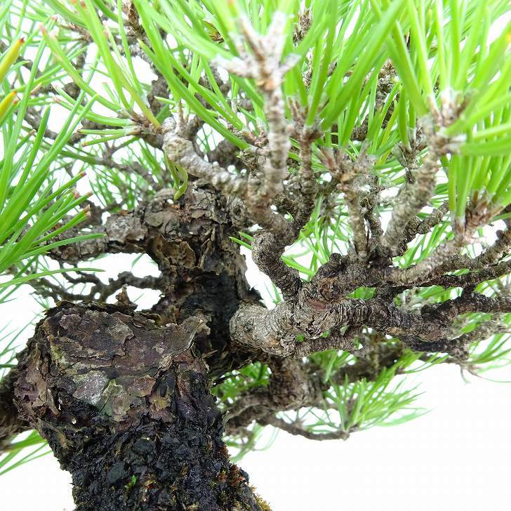  bonsai pine Japanese black pin height of tree approximately 17cm.... high class bonsai Pinus thunbergii black matsumatsu. evergreen needle leaved tree .. for small goods reality goods 