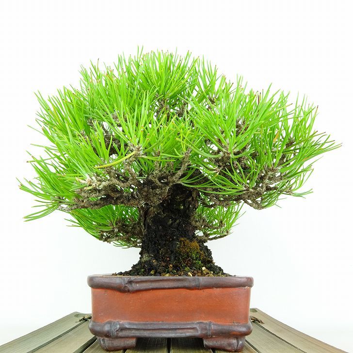  bonsai pine Japanese black pin height of tree approximately 17cm.... high class bonsai Pinus thunbergii black matsumatsu. evergreen needle leaved tree .. for small goods reality goods 