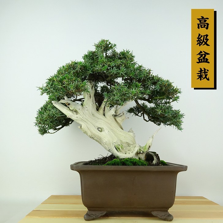 Bonsai Matsumori Matsuki High School Matsuto Taka, роскошной бонсай Juniperus Rigida Tosho "Ginshari" Hinoki Family Evergreen Swallow Falling Сертификат