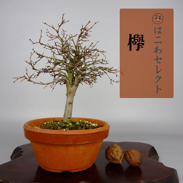  bonsai zelkova height of tree approximately 14~16cm zelkova Zelkova serratakeyaki. leaf nire.keyaki. deciduous tree .. for amount thing select 