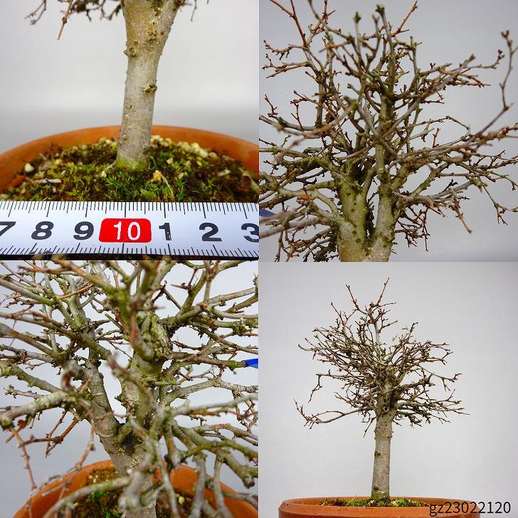  bonsai zelkova height of tree approximately 14~16cm zelkova Zelkova serratakeyaki. leaf nire.keyaki. deciduous tree .. for amount thing select 