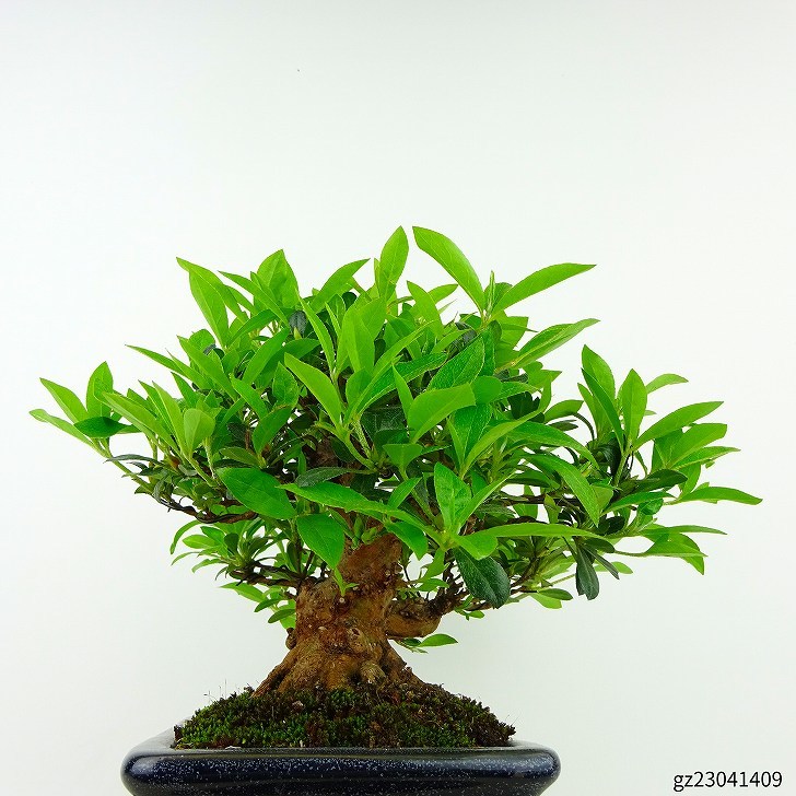 盆栽 皐月 若恵比須 樹高 約16cm さつき Rhododendron indicum サツキ ツツジ科 常緑樹 観賞用 小品 現品_画像2