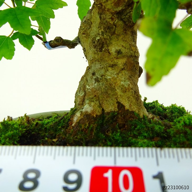  бонсай клен высота дерева примерно 16cm клен Acer клён . лист клён . листопадные растения .. для маленький товар на данный момент товар 