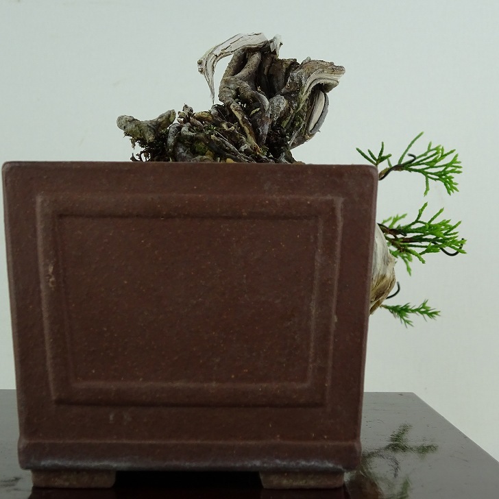 盆栽 真柏 樹高 上下 約12cm しんぱく Juniperus chinensis シンパク “ジン シャリ” ヒノキ科 常緑樹 観賞用 小品 現品_画像5