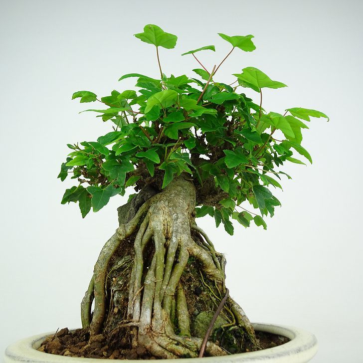  bonsai maple height of tree approximately 19cm maple Acer maple . leaf stone attaching maple . deciduous tree .. for small goods reality goods 