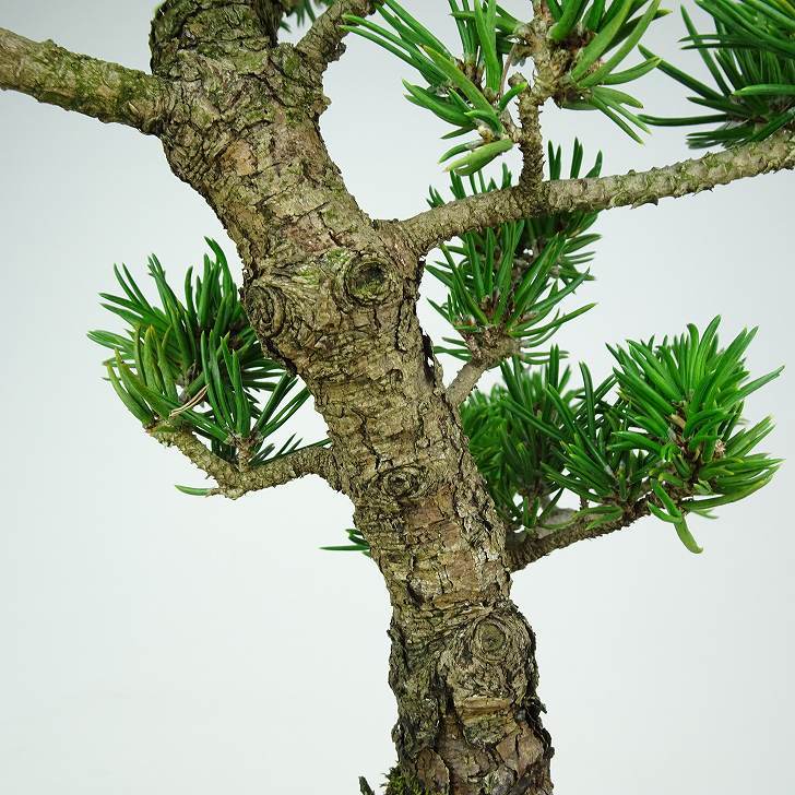 盆栽 松 寸松 黒松 樹高 約37cm くろまつ Pinus thunbergii クロマツ マツ科 常緑針葉樹 観賞用 現品_画像4