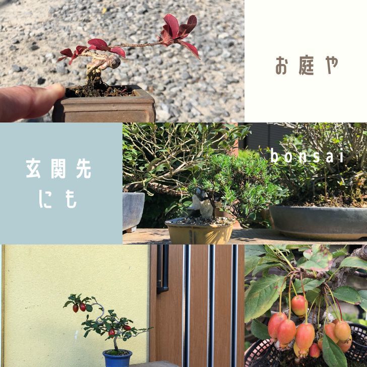 盆栽 老爺柿 樹高 約12cm ろうやがき Diospyros rhombifolia ロウヤガキ 実物 雌木 カキノキ科 落葉～半落葉樹 観賞用 小品 現品の画像4