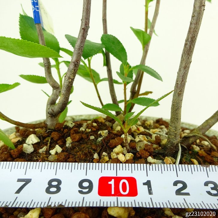 盆栽 西洋鎌柄 樹高 約29cm せいようかまつか Aronia albutifolia セイヨウカマツカ 実物 バラ科 落葉樹 観賞用 現品_画像6