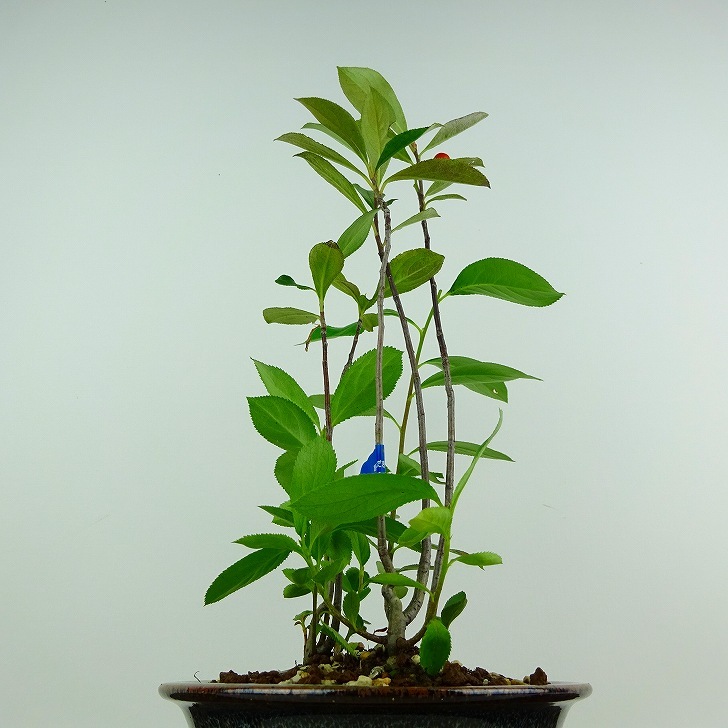 盆栽 西洋鎌柄 樹高 約29cm せいようかまつか Aronia albutifolia セイヨウカマツカ 実物 バラ科 落葉樹 観賞用 現品_画像5