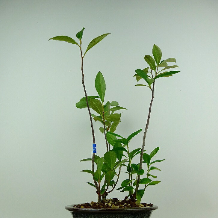 盆栽 西洋鎌柄 樹高 約29cm せいようかまつか Aronia albutifolia セイヨウカマツカ バラ科 落葉樹 観賞用 現品_画像3