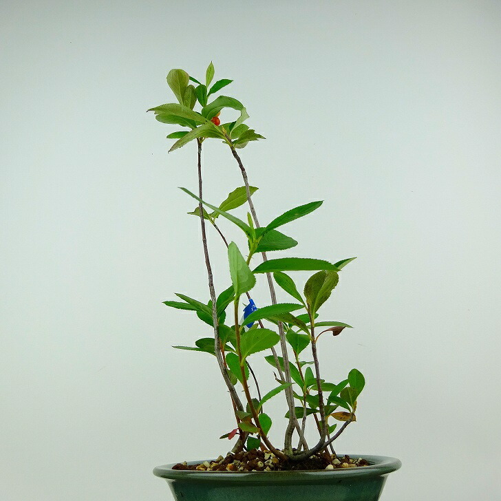 盆栽 西洋鎌柄 樹高 約31cm せいようかまつか Aronia albutifolia セイヨウカマツカ 実物 バラ科 落葉樹 観賞用 現品_画像5