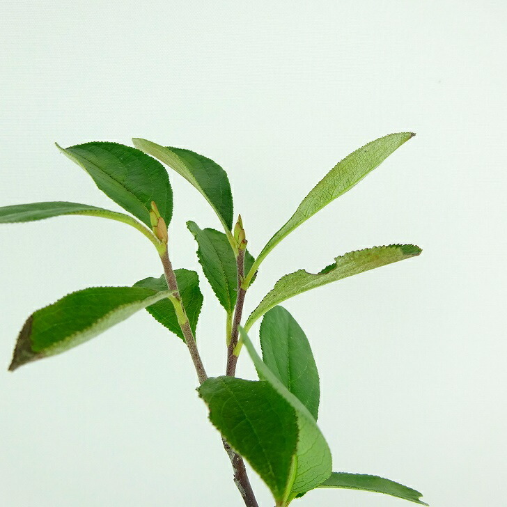 盆栽 西洋鎌柄 樹高 約29cm せいようかまつか Aronia albutifolia セイヨウカマツカ バラ科 落葉樹 観賞用 現品_画像7