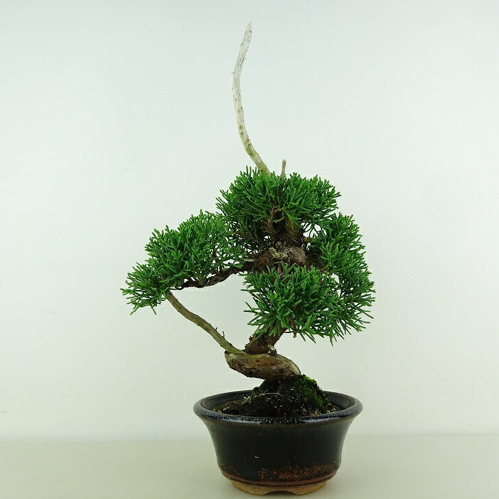 盆栽 真柏 樹高 約26cm しんぱく Juniperus chinensis シンパク “ジン シャリ” ヒノキ科 常緑樹 観賞用 現品