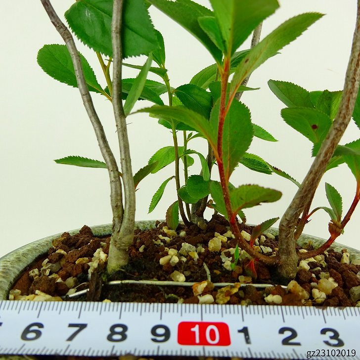 盆栽 西洋鎌柄 樹高 約29cm せいようかまつか Aronia albutifolia セイヨウカマツカ バラ科 落葉樹 観賞用 現品_画像6