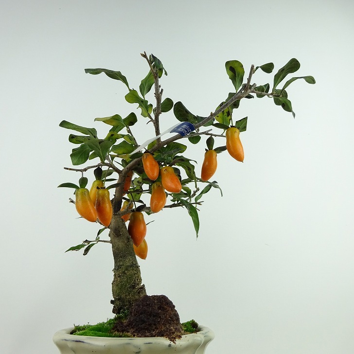  bonsai .. persimmon luck flat height of tree approximately 20cm.....Diospyros rhombifolia low yagaki the truth thing female tree oyster noki.. leaf ~ half deciduous tree .. for small goods reality goods 