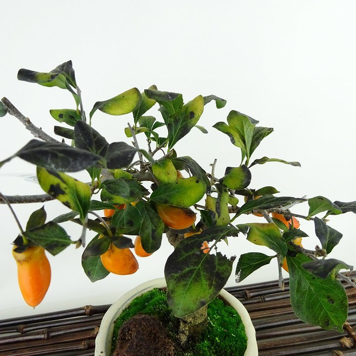  bonsai .. persimmon luck flat height of tree approximately 20cm.....Diospyros rhombifolia low yagaki the truth thing female tree oyster noki.. leaf ~ half deciduous tree .. for small goods reality goods 