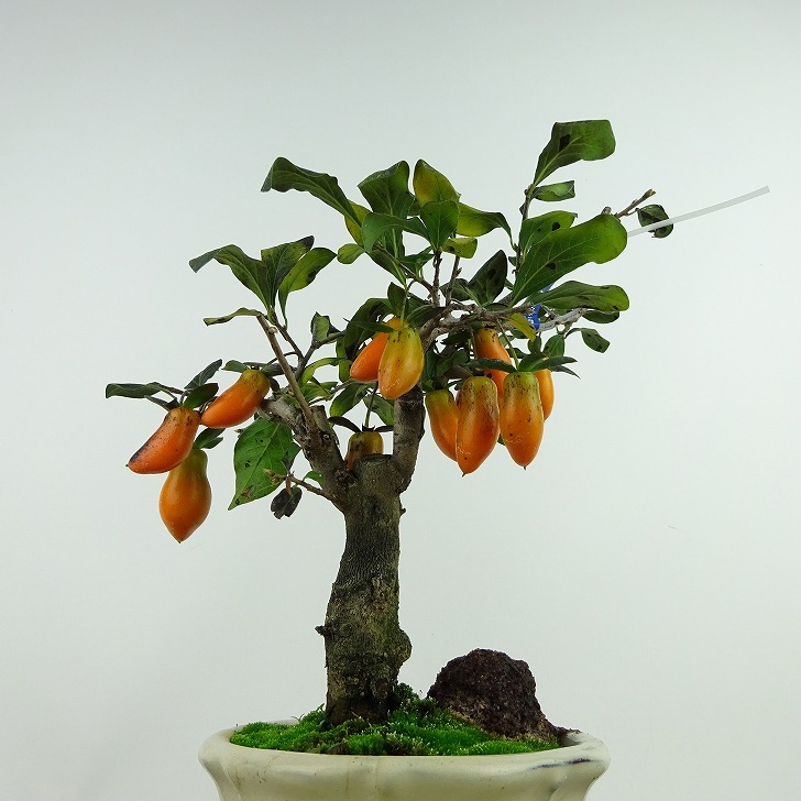  bonsai .. persimmon luck flat height of tree approximately 20cm.....Diospyros rhombifolia low yagaki the truth thing female tree oyster noki.. leaf ~ half deciduous tree .. for small goods reality goods 