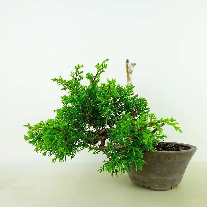  бонсай подлинный Kashiwa высота дерева верх и низ примерно 17cm....Juniperus chinensissin Park * Gin ~ кипарис . вечнозеленое дерево .. для маленький товар на данный момент товар 